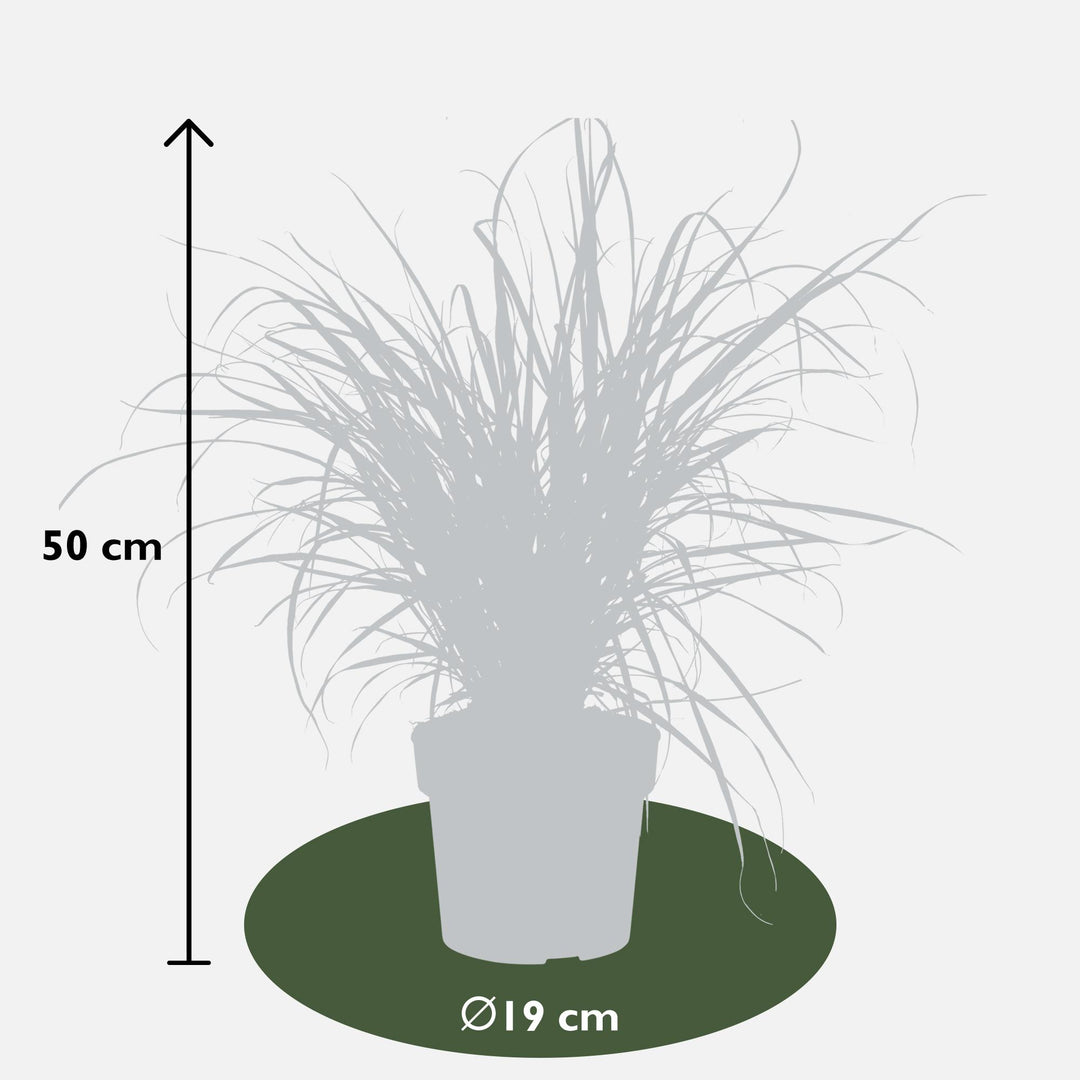 Pennisetum x advena 'Summer Samba' - Ø19cm - ↕50cm