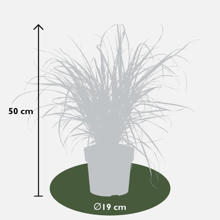 Pennisetum x advena 'Summer Samba' - Ø19cm - ↕50cm