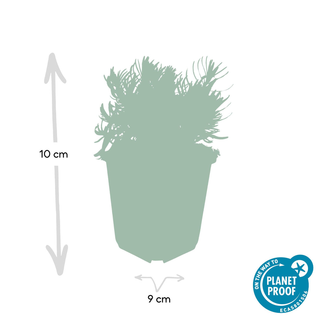 24x Lavandula 'Hidcote' - ↕10-25cm - Ø9cm