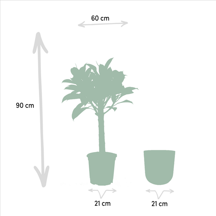 Ficus elastica Melany stam - ↨90cm - Ø21cm + Pot Mayk Gold