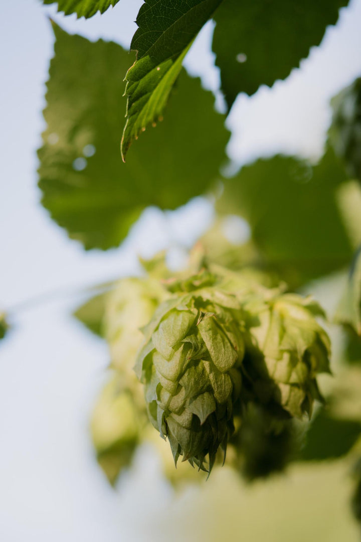Humulus lupulus 'Nordbrau' - Bierplant / Hopplant - Ø15cm - ↕65cm