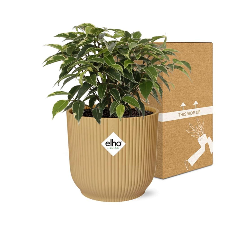 Ficus Benjamina Kinky in ELHO Vibes Fold 14cm geel