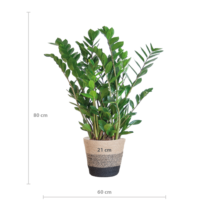 Zamioculcas Zamiifolia met Mand Lissabon zwart - 80cm - Ø21
