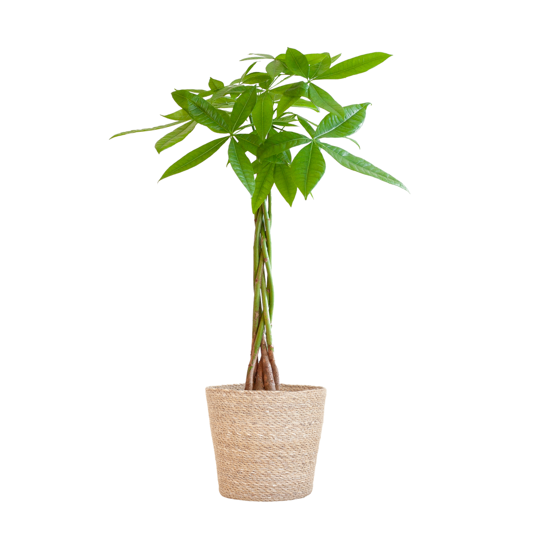 Pachira Aquatica met Sofia mand naturel - 80cm - Ø21