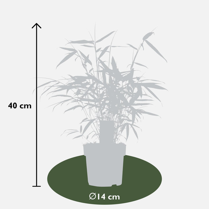 Fargesia robusta 'Pingwu' - Ø14cm - ↕40cm