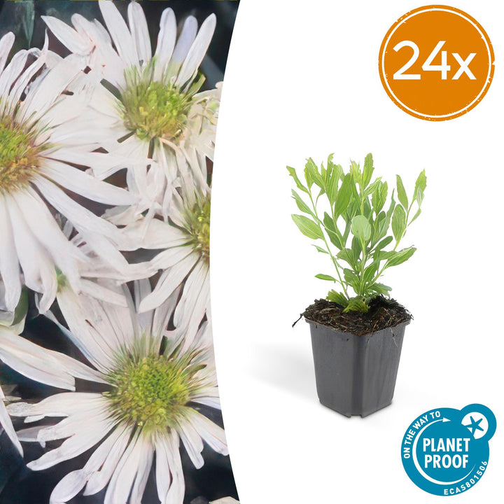 24x Aster ageratoides 'Ashvi' - ↕10-25cm - Ø9cm