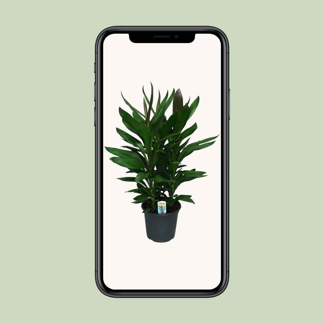 Cordyline Glauca - Ø19cm - ↕60cm
