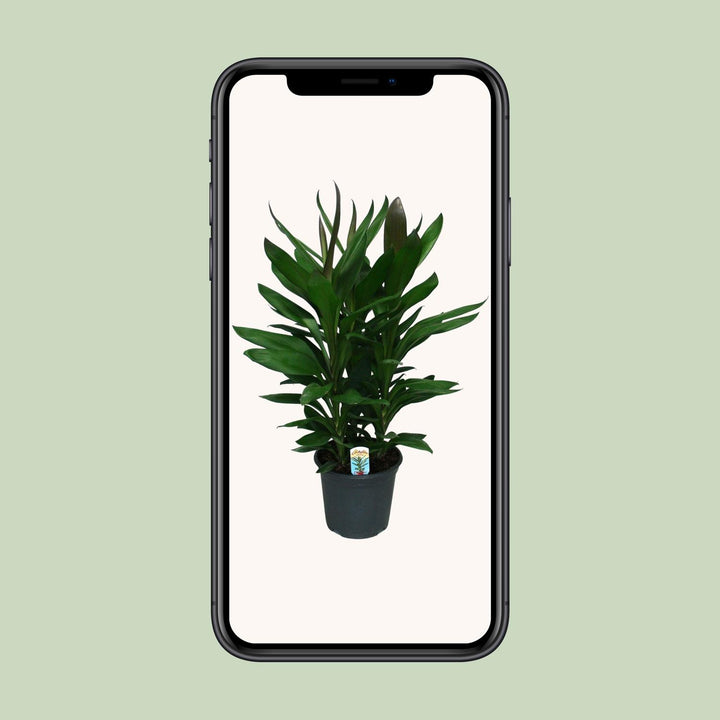 Cordyline Glauca - Ø19cm - ↕60cm