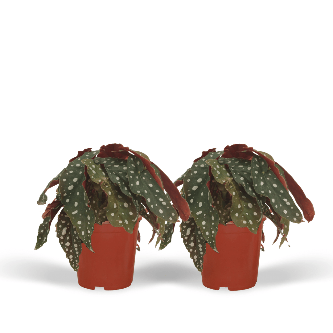 2x Begonia Maculata  - Blad Begonia - 20cm - ø12