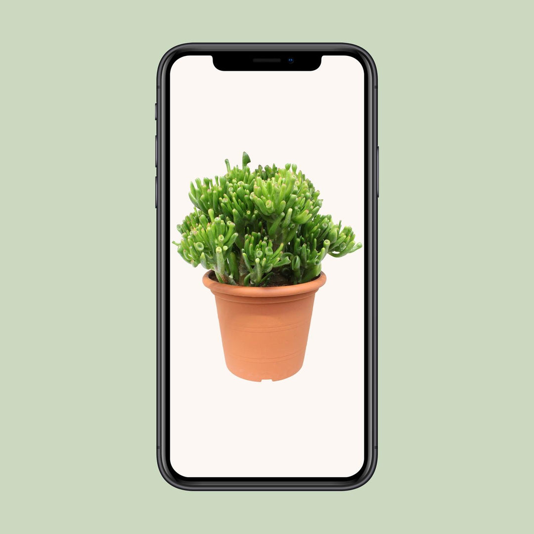 Crassula Hobbit - Ø23cm - ↕35cm