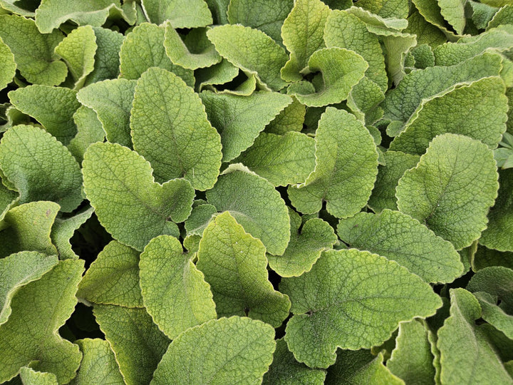 12x Phlomis russeliana - ↕10-25cm - Ø9cm