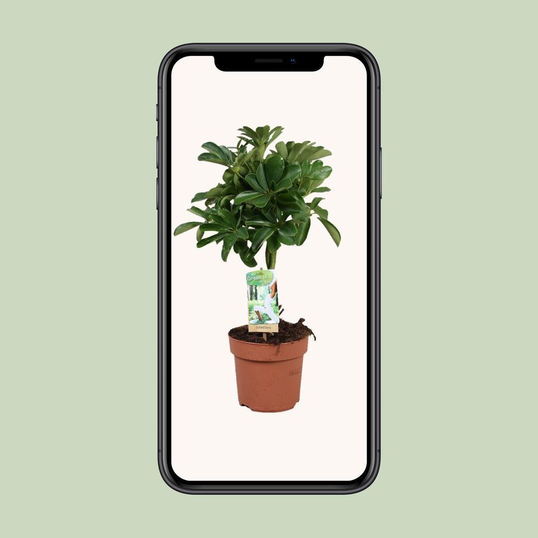 Schefflera Nora - Gevlochten Stam - Ø17cm - ↕60cm