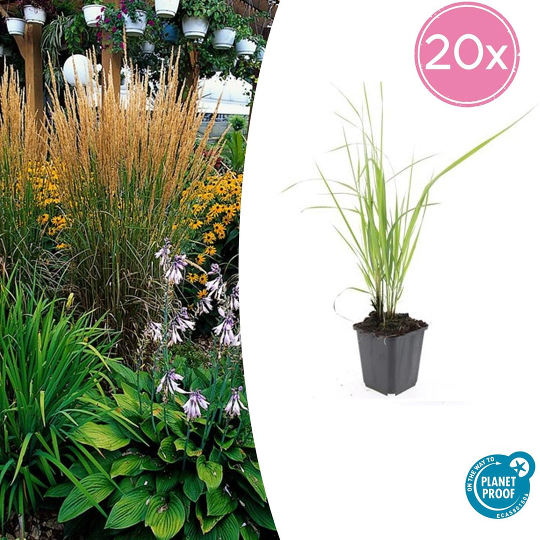 20x Calamagrostis acut. 'Karl Foerster'  - ↕10-25cm - Ø9cm
