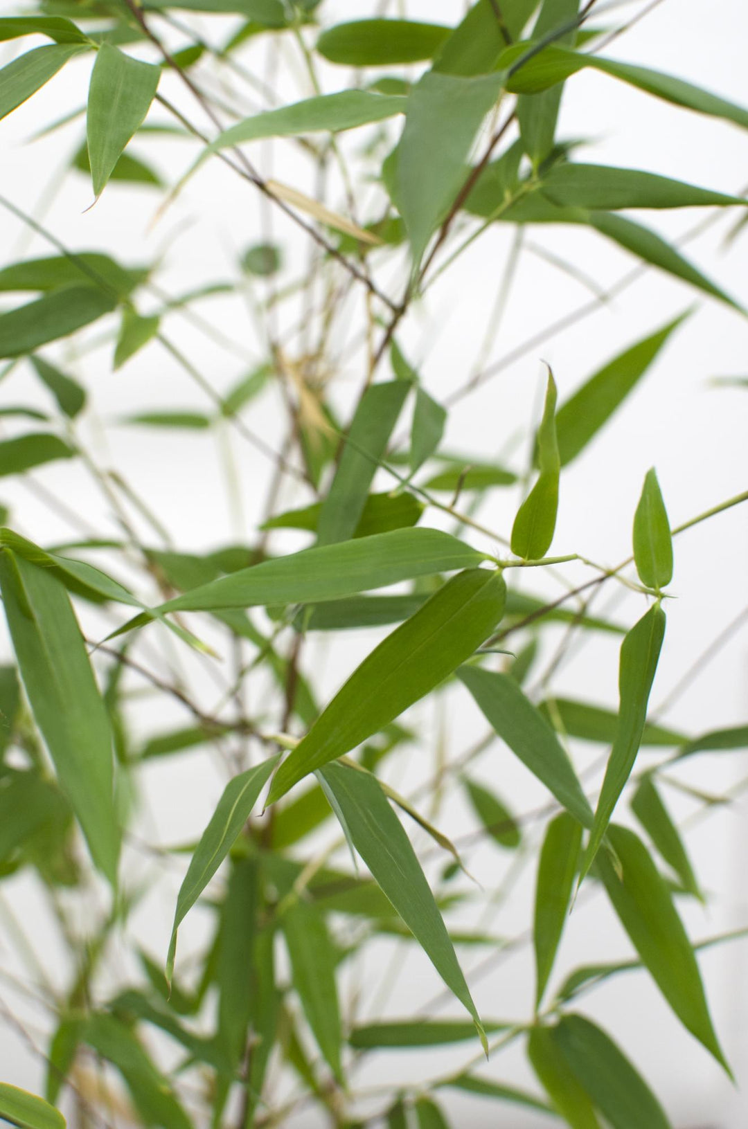 Phyllostachys 'Bissetii' - Groene stam bamboe - Ø14cm - ↕100cm