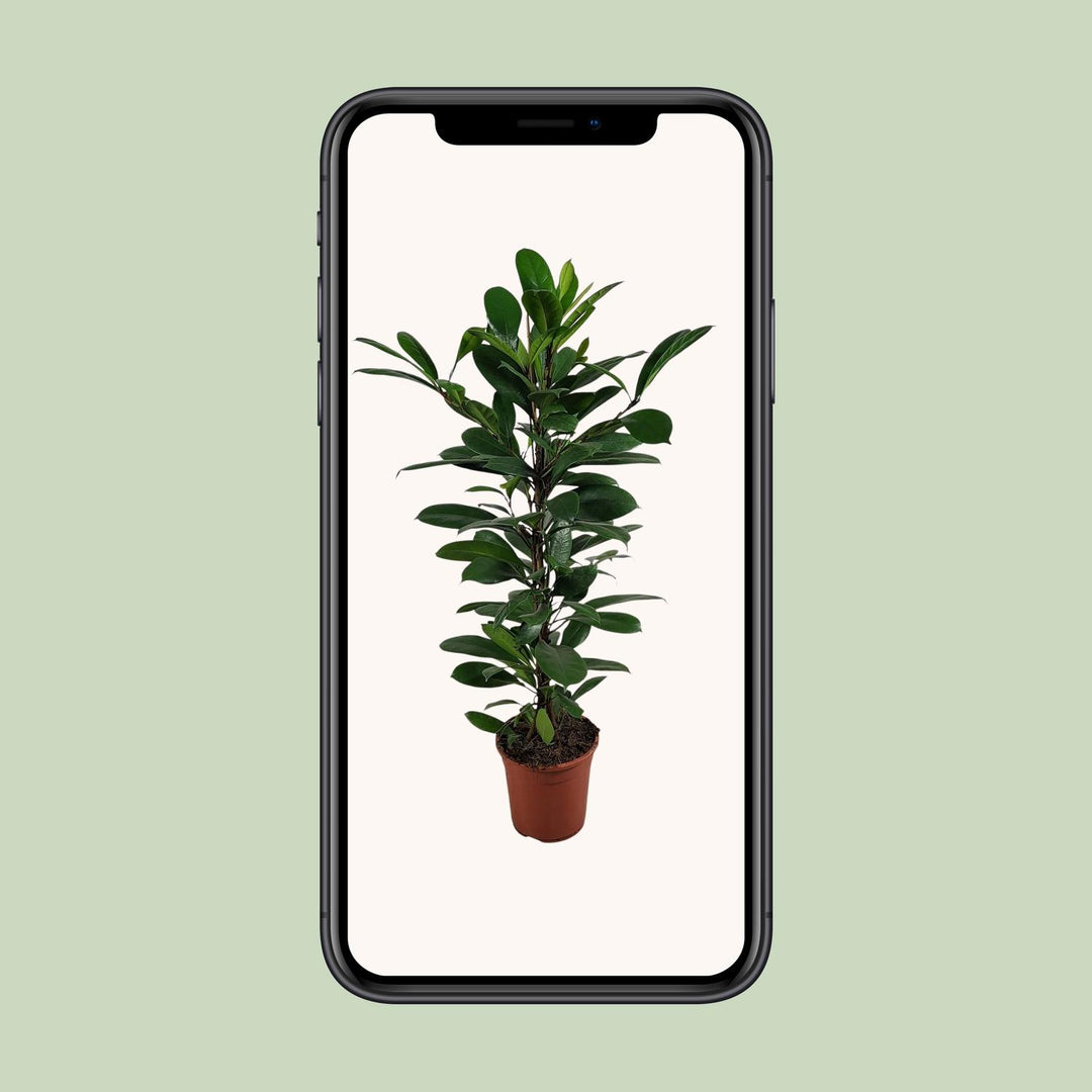 Ficus Cyathistipula - Ø21cm - ↕100cm