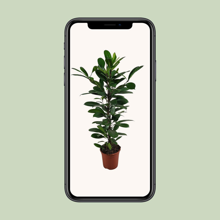Ficus Cyathistipula - Ø21cm - ↕100cm