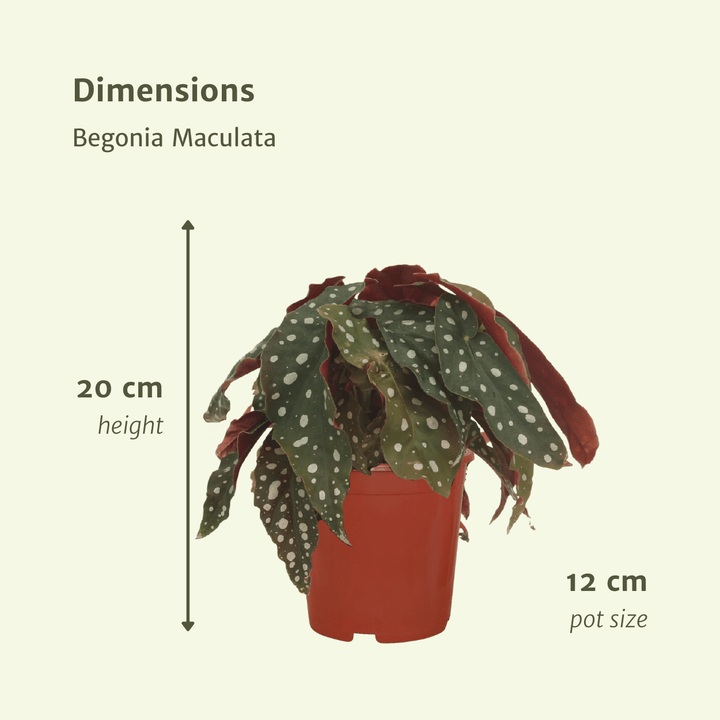 2x Begonia Maculata  - Blad Begonia - 20cm - ø12