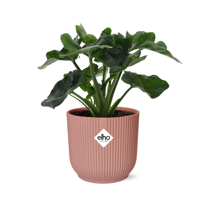 Philodendron Atom in ELHO Vibes Fold 14cm roze