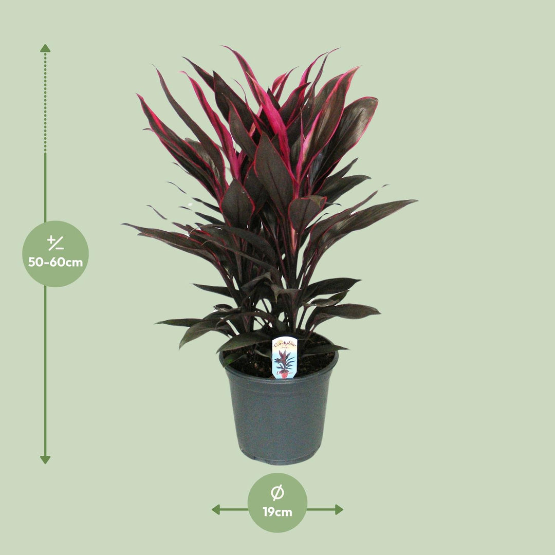 Cordyline Tango Toef - Ø19cm - ↕55cm
