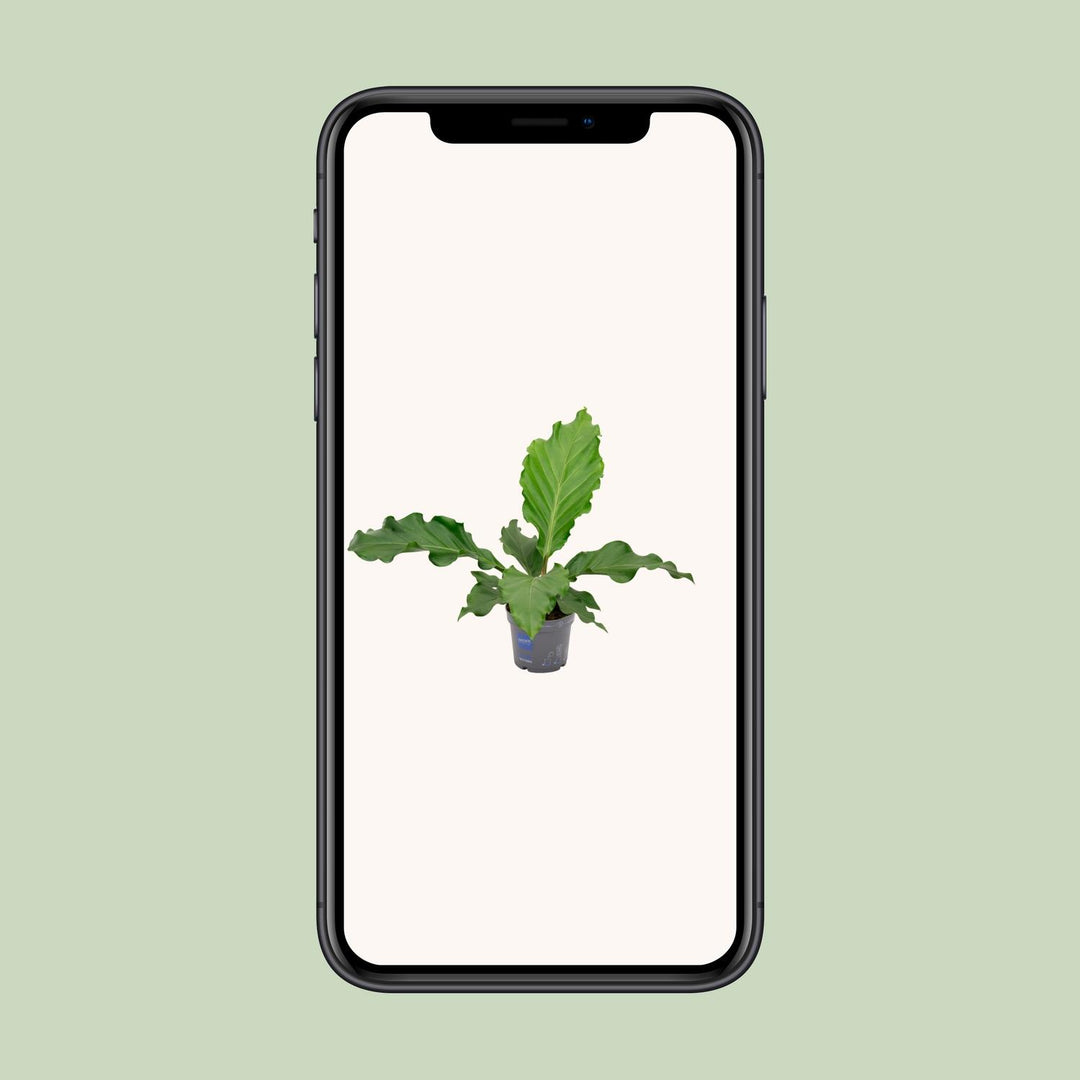 Anthurium Birdnes - Ø17cm - ↕55cm