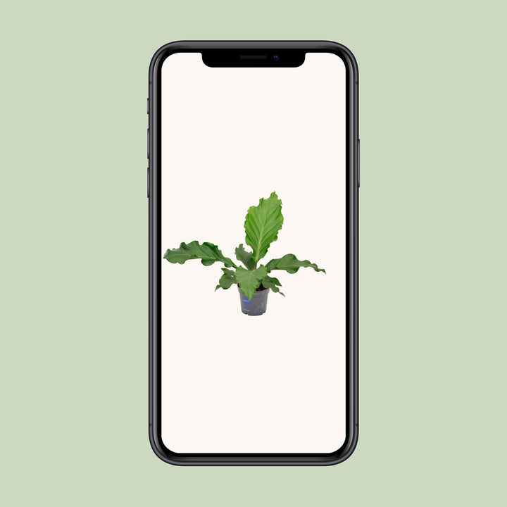 Anthurium Birdnes - Ø17cm - ↕55cm