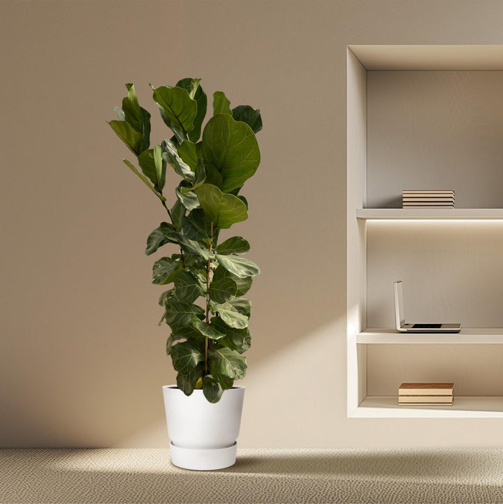 Ficus Lyrata struik - 180 cm - Ø30