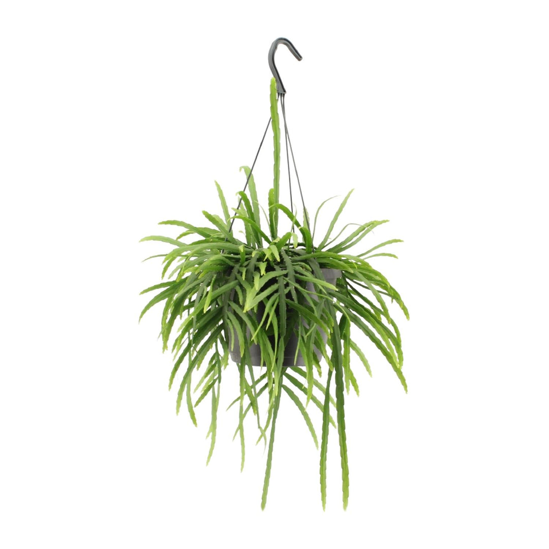 Lepismium Bolivianum - Ø17cm - ↕25cm