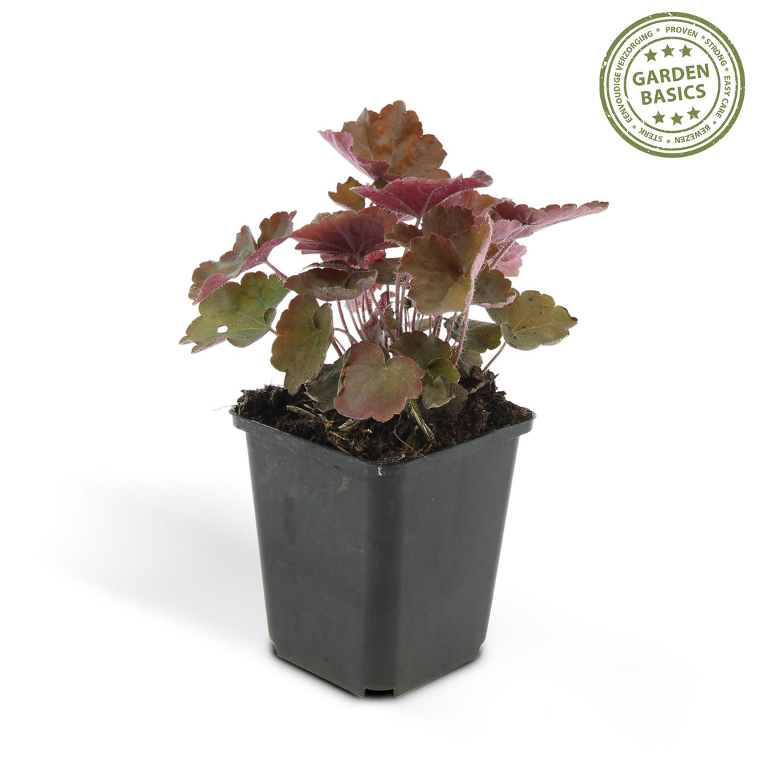 24x Heuchera mic. 'Palace Purple' - ↕10-25cm - Ø9cm