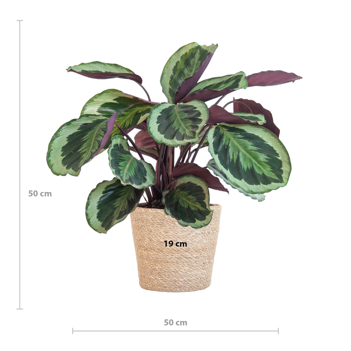 Calathea Medaillon met Sofia mand naturel - 65cm - Ø19