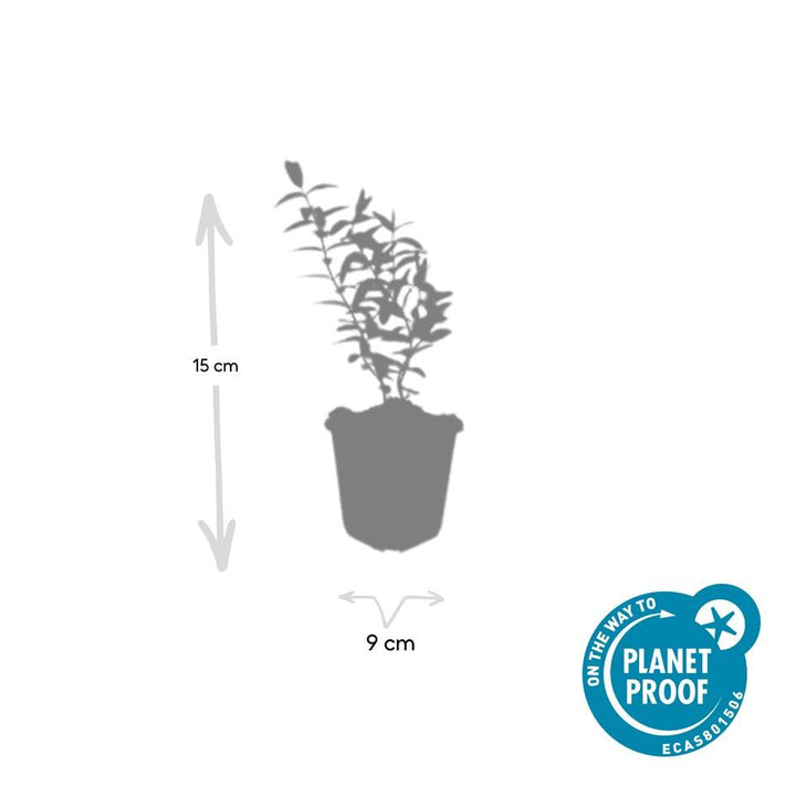 12x Hypericum 'Hidcote' - ↕10-25cm - Ø9cm