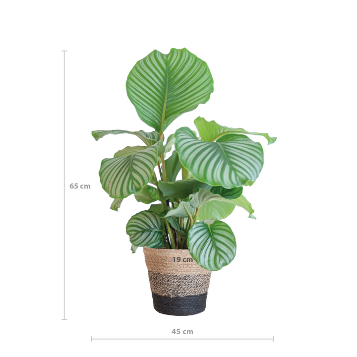 Calathea Orbifolia met Lissabon mand zwart - 65cm - Ø21