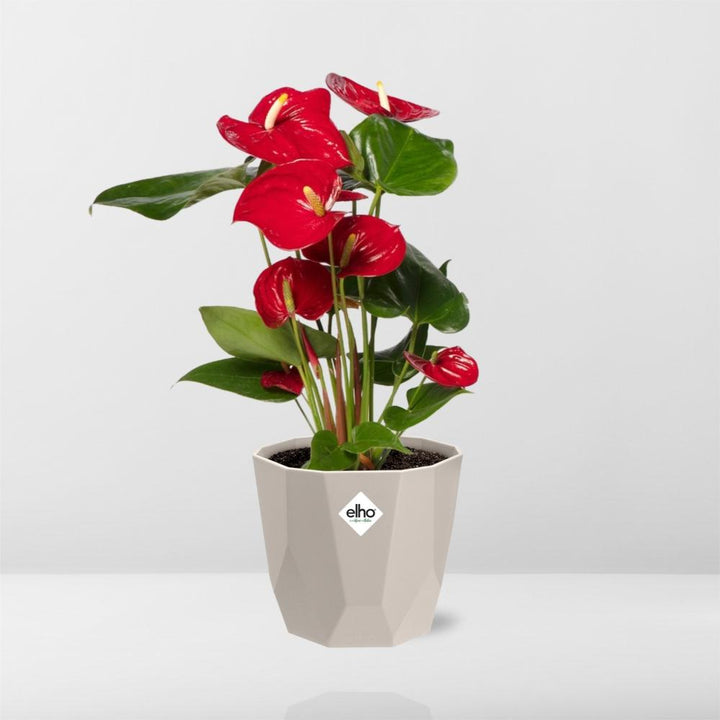 Anthurium Red 12cm in ELHO b.for rock 14 cm warm grey