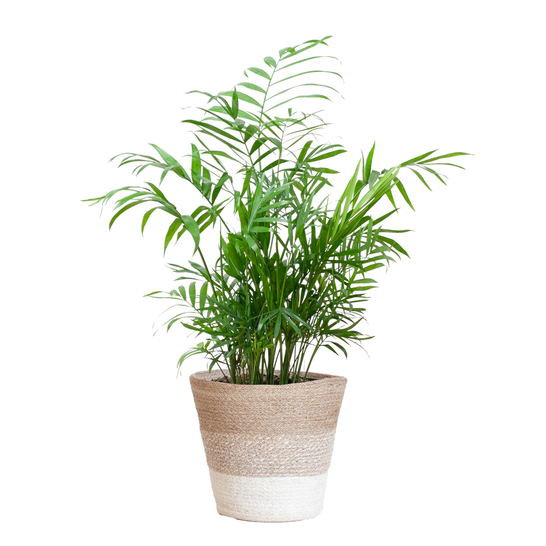 Chamadorea Elegans met Mand Lissabon wit - 55cm - Ø17