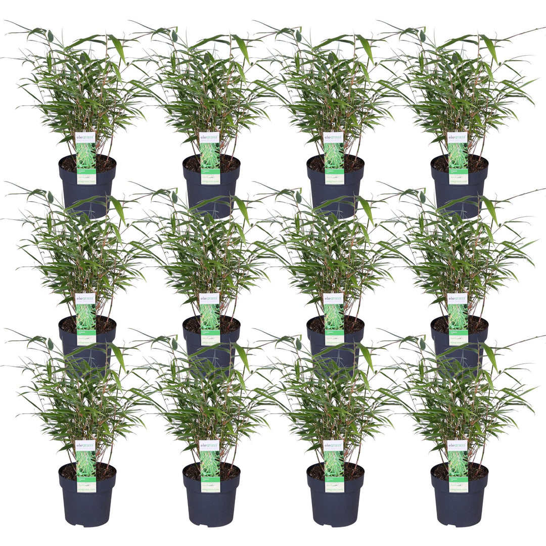 12x - Fargesia rufa - 40cm - Ø14