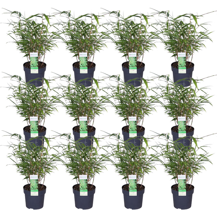 12x - Fargesia rufa - 40cm - Ø14
