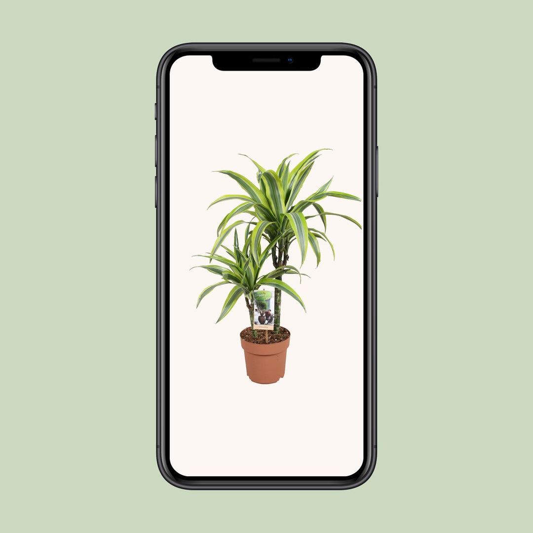 Dracaena Lemon Lime - Ø17cm - ↕60cm
