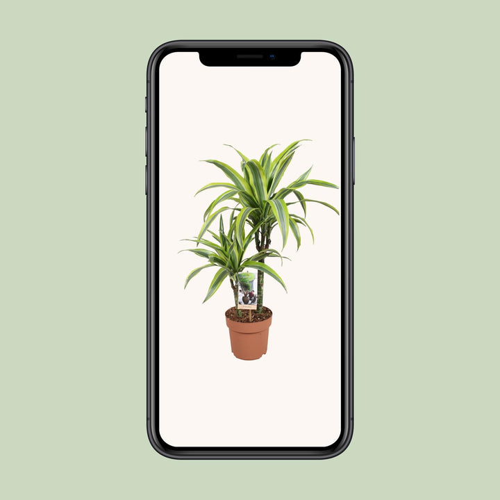 Dracaena Lemon Lime - Ø17cm - ↕60cm