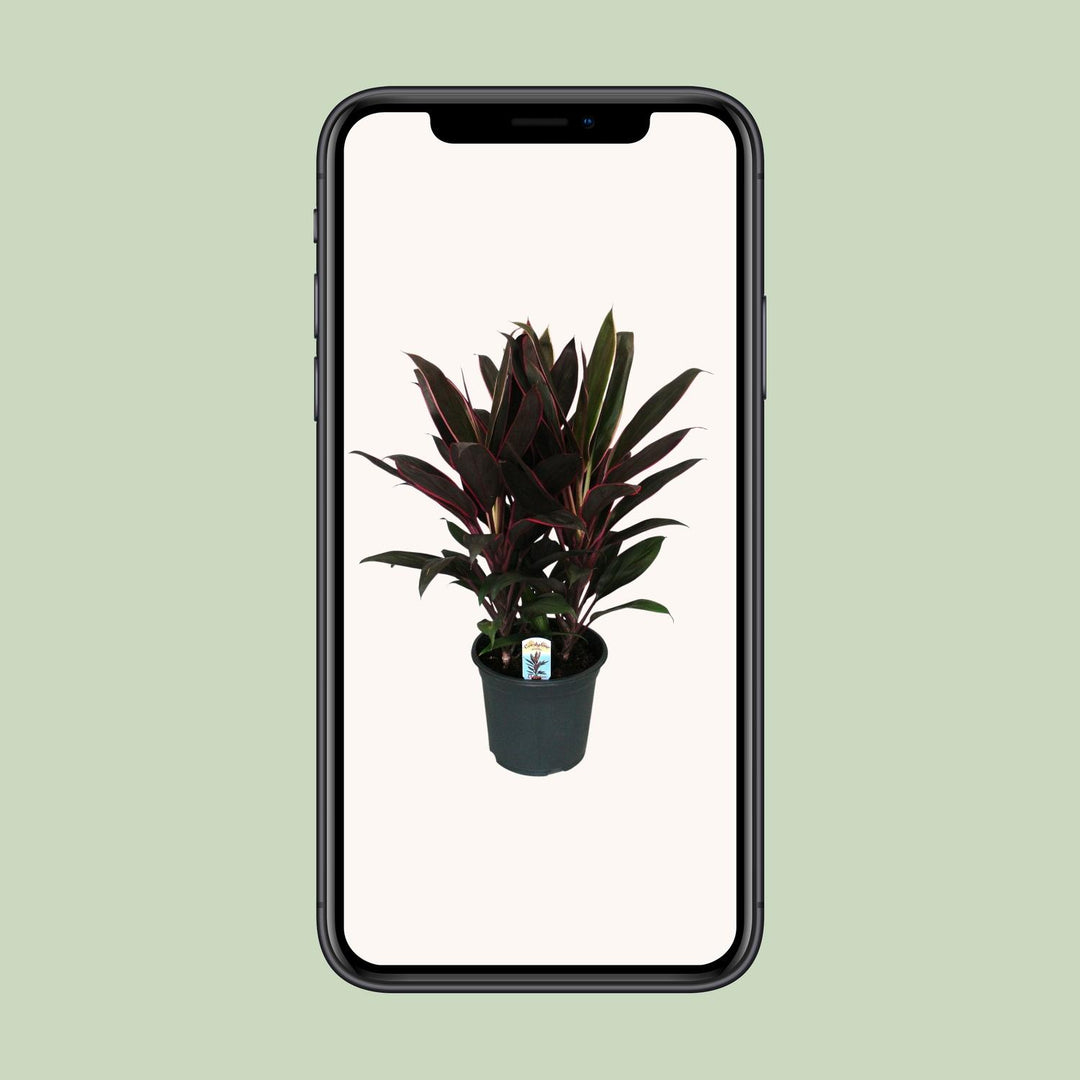 Cordyline Fruticosa Rumba - Ø19cm - ↕55cm