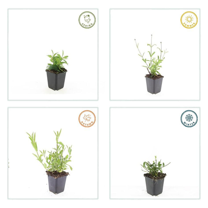 24x Verbena bon. 'Lollipop' - ↕10-25cm - Ø9cm