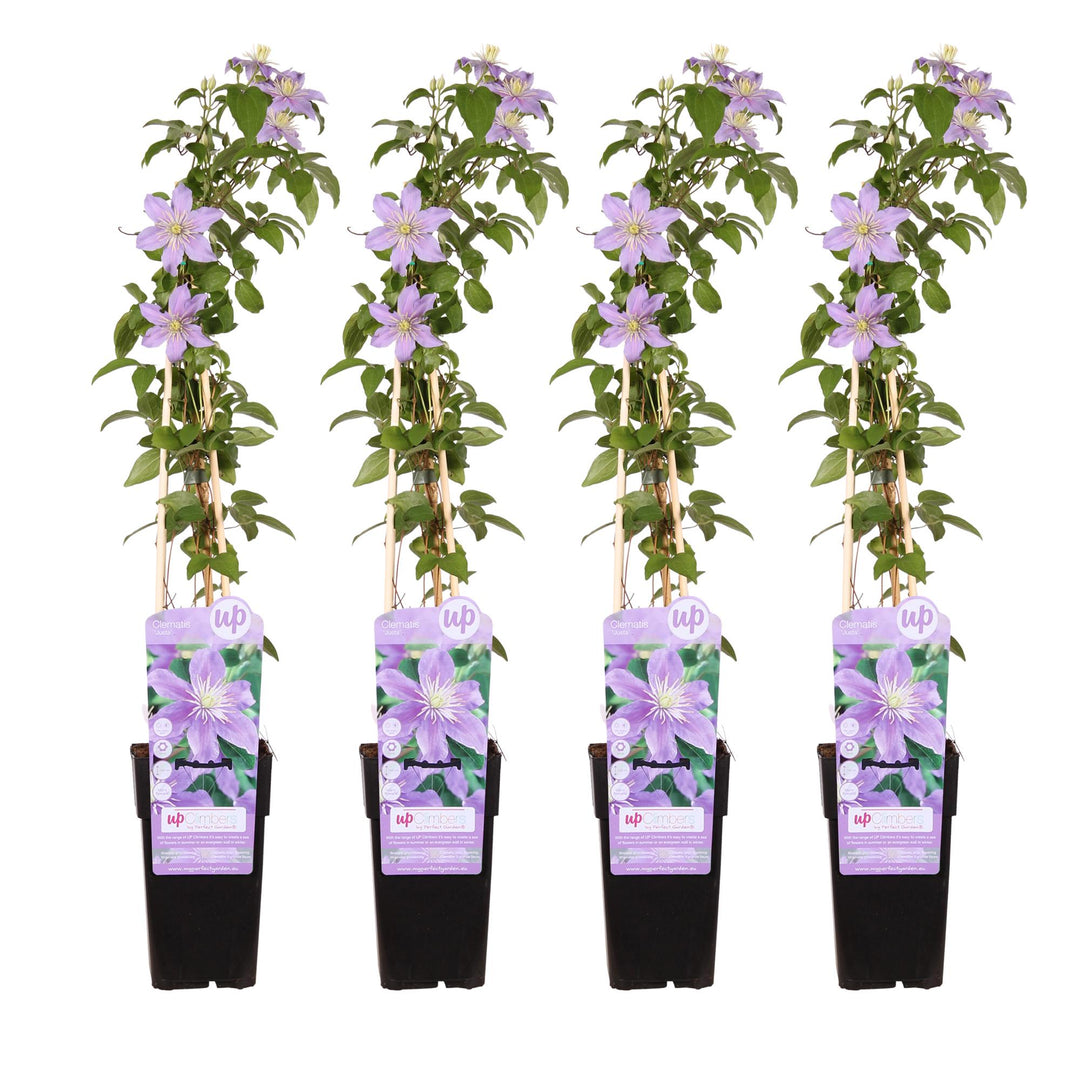 4x - Clematis Justa - ↨65cm - Ø15