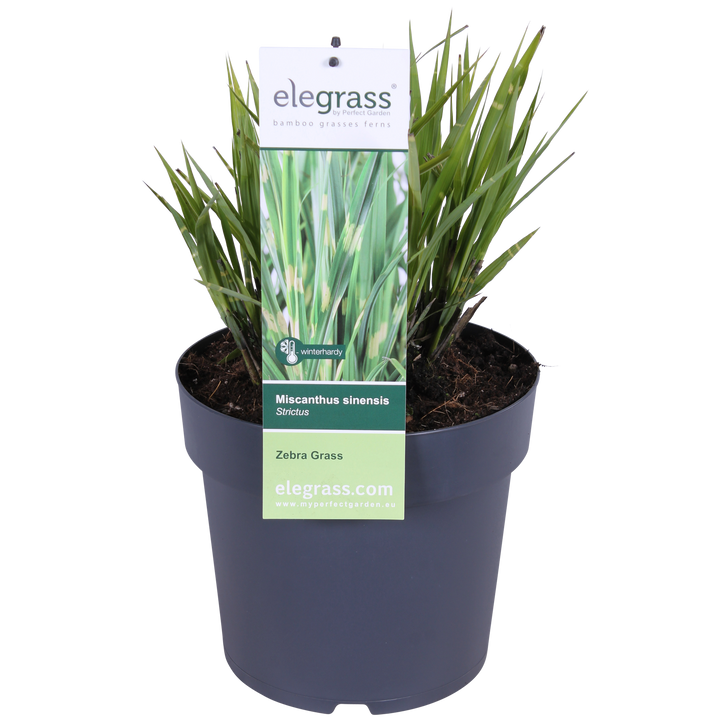 Miscanthus sinensis Strictus - Ø23cm - ↕60cm - Ø23 - ↨60cm