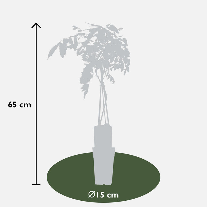 Wisteria sinensis 'Prolific' - Blauwe regen - Ø15cm - ↕65cm