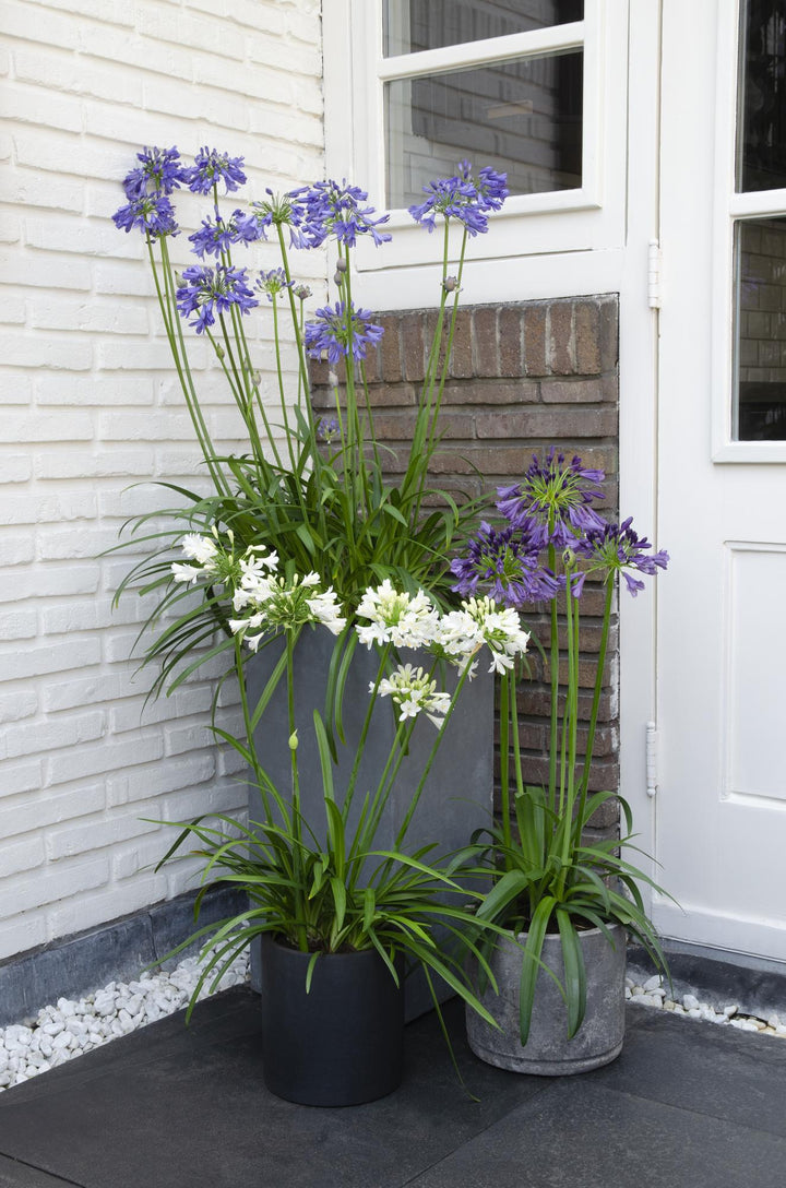 Agapanthus 'Ever Sapphire' - Ø19cm - ↕75cm