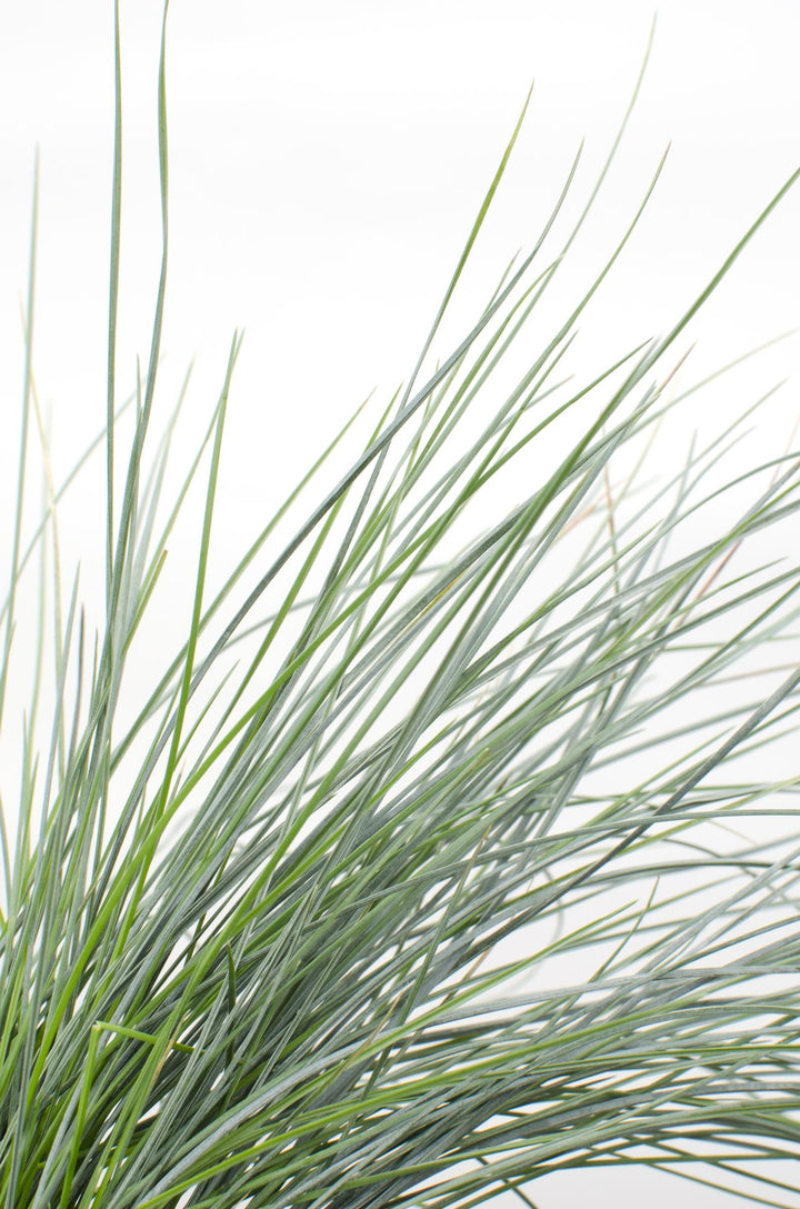 Festuca glauca Azura Blue - Ø19cm - ↕40cm - Ø14 - ↨30cm