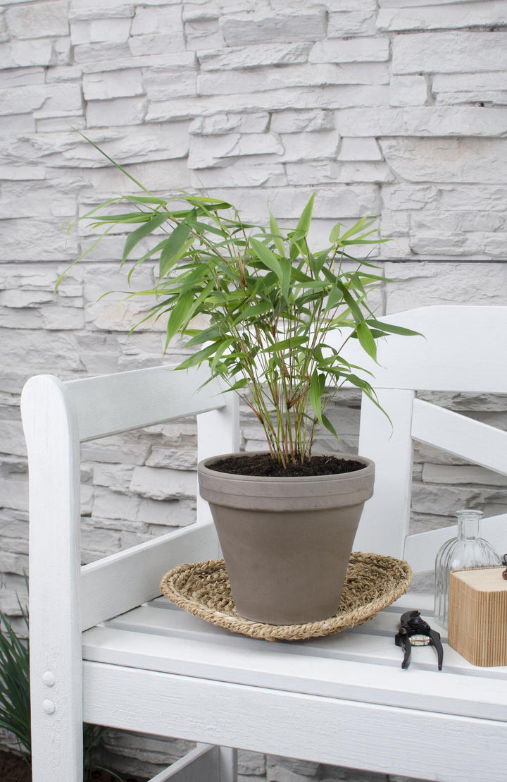 Fargesia robusta 'Pingwu' - Ø14cm - ↕40cm