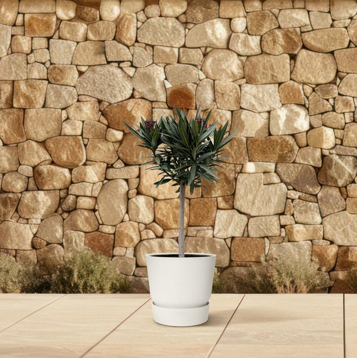 Nerium Oleander op stam met witte bloem - 90cm - Ø19