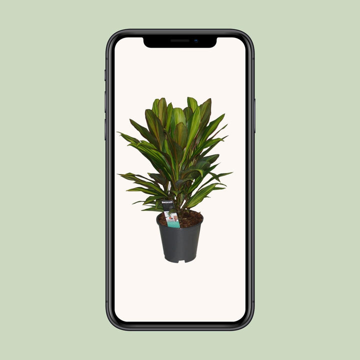 Cordyline Kiwi - Ø19cm - ↕55cm