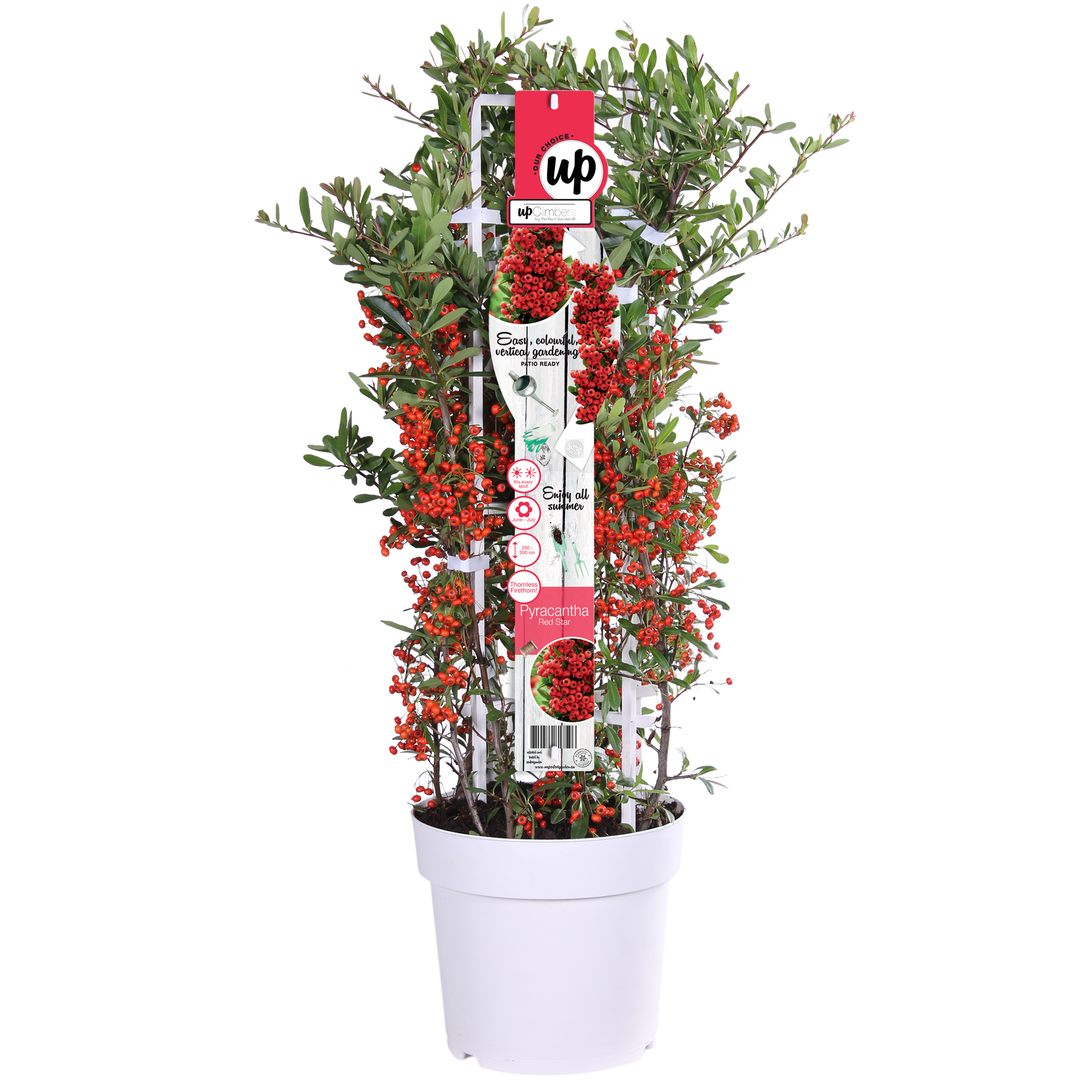 Pyracantha coccinea Red Star - Ø23cm - ↕75cm - Ø23 - ↨75cm