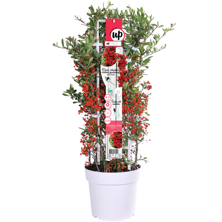 Pyracantha coccinea Red Star - Ø23cm - ↕75cm - Ø23 - ↨75cm