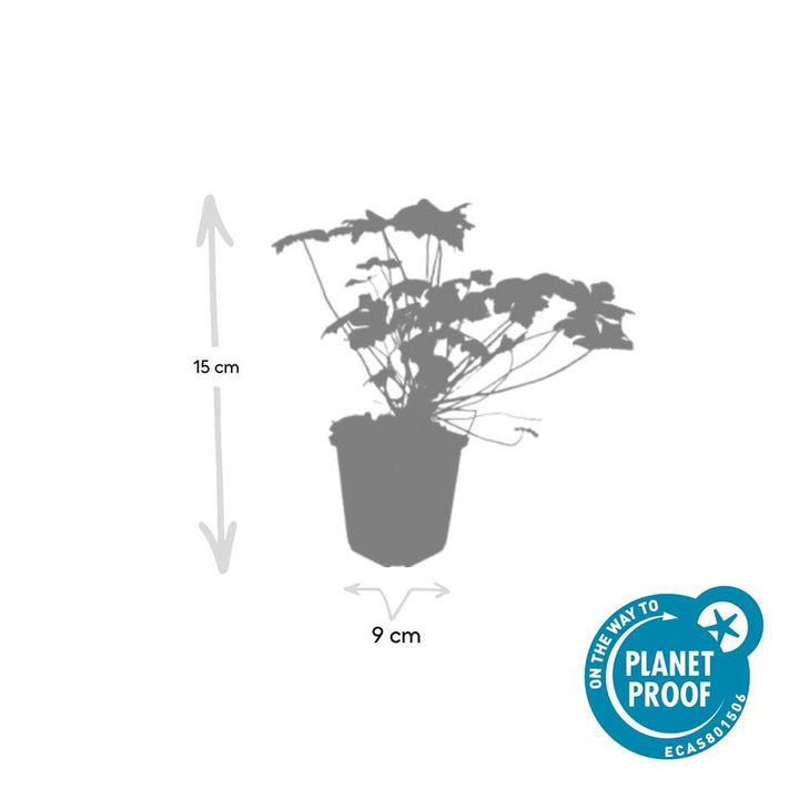 20x Geranium macr. 'Czakor' - ↕10-25cm - Ø9cm